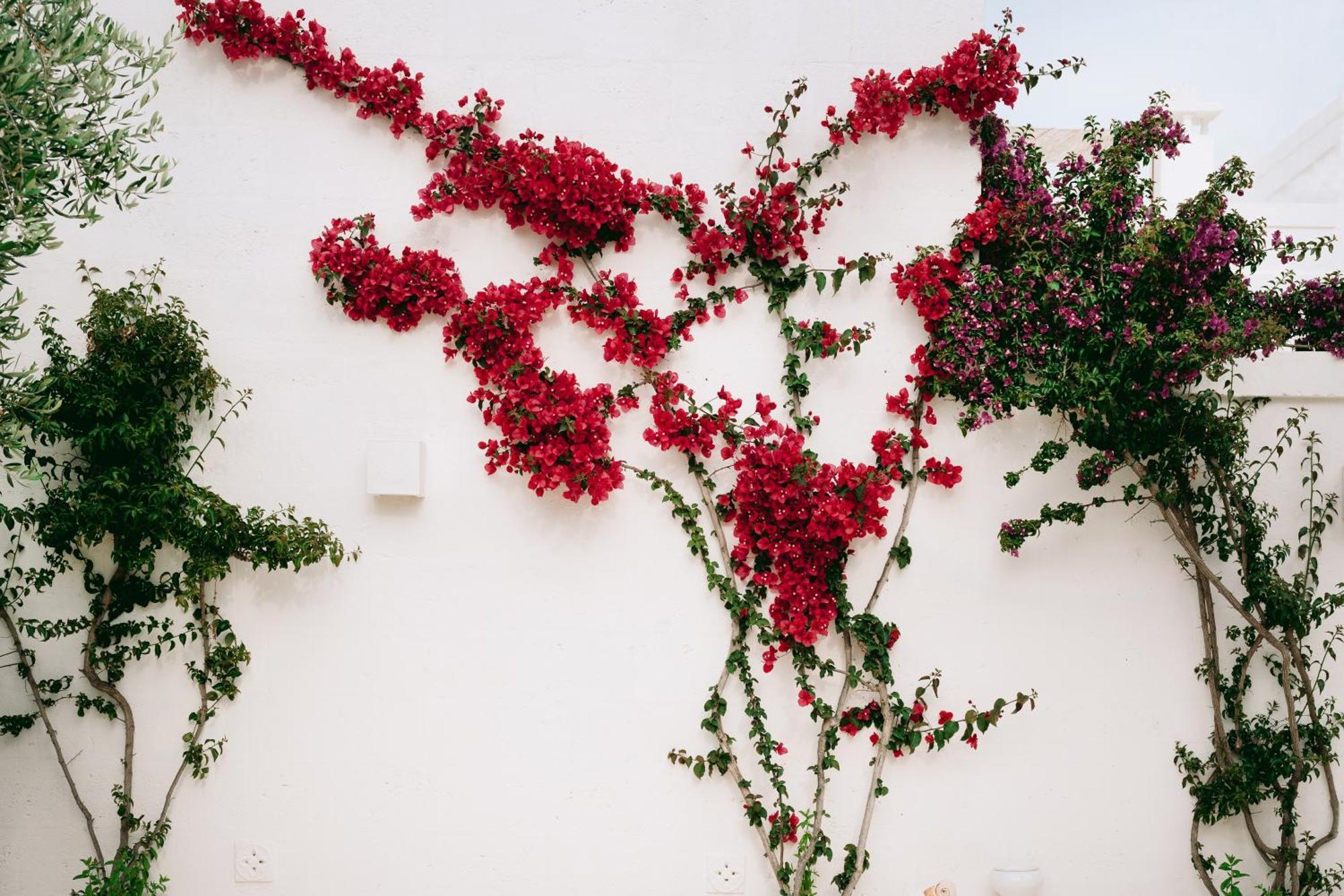 Bed and Breakfast Oltre Gli Ulivi Ostuni Exterior foto